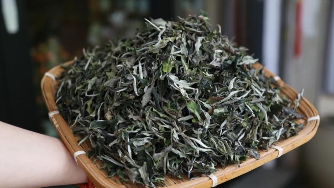 《新茶推荐》第18款：2025年头春——高海拔古树白茶