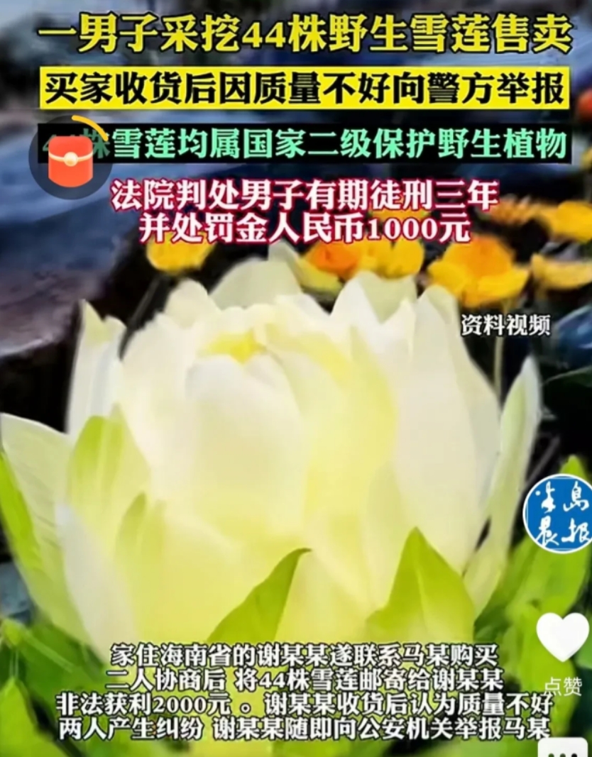“长记性了！”6月4日，新疆，一男子上山采蘑菇，意外发现一片野生雪莲，他一口气把