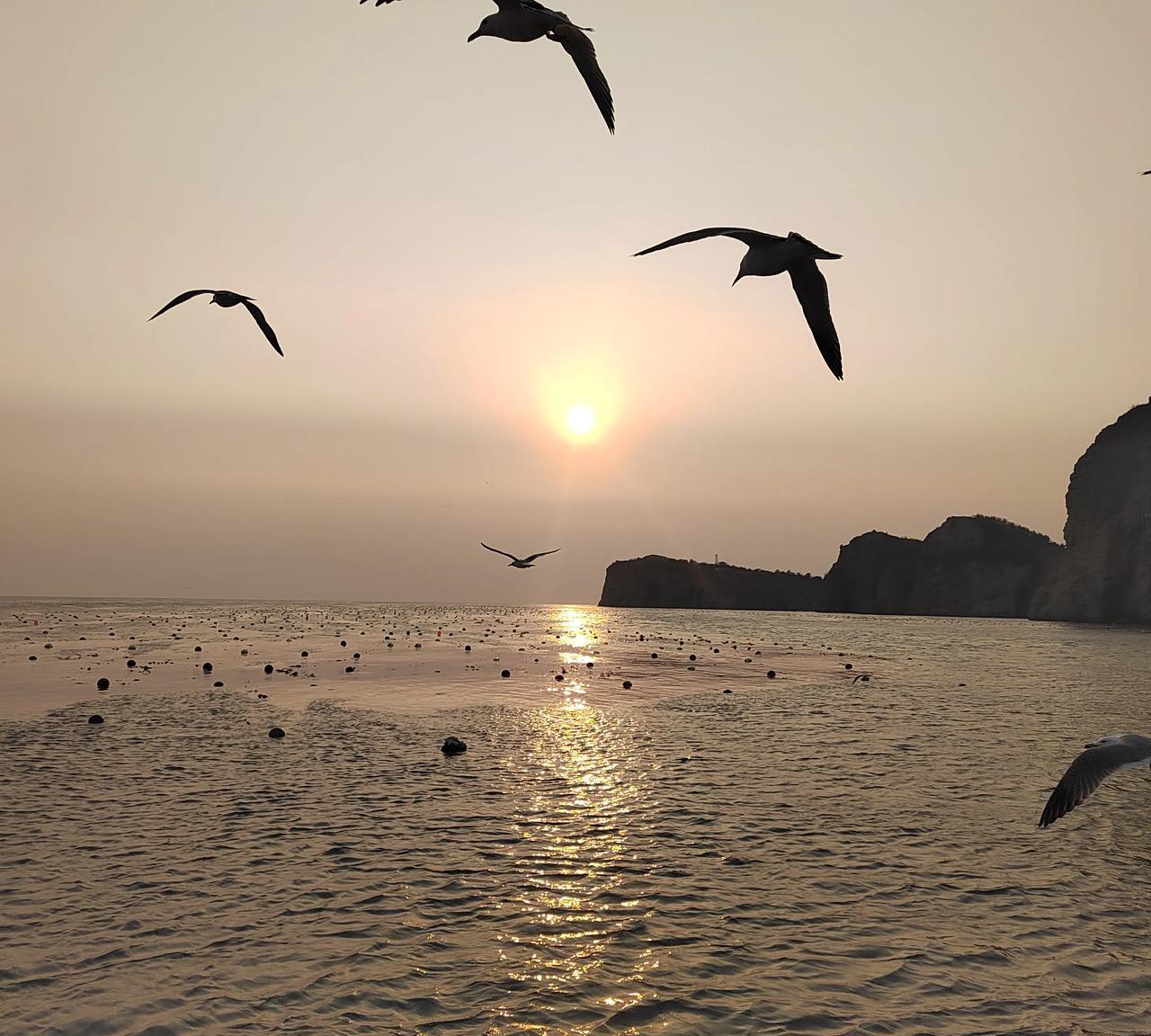 #我拍到的最美日落#大海、落日、海鸥、岛屿，勾勒出一幅和谐自然的画卷，真是美不胜