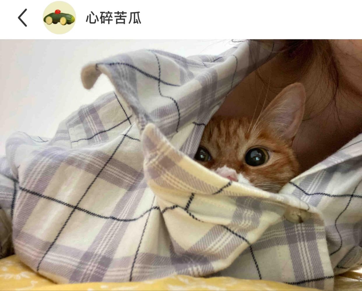 网友：不要趴着玩手机！不然睡衣里会长猫猫！哈哈哈哈，好可爱的猫猫头