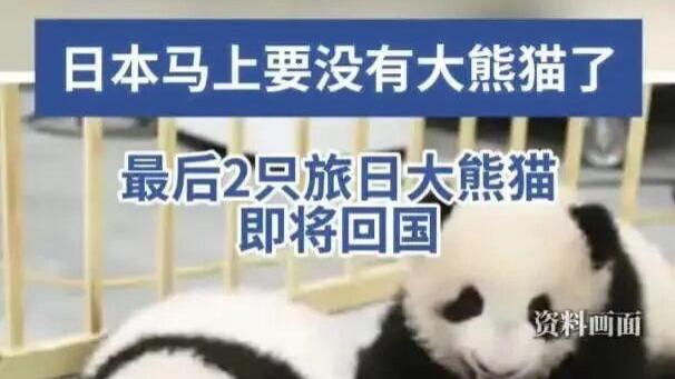 日本"熊猫时代"进入倒计时，最后2只国宝即将启程归国