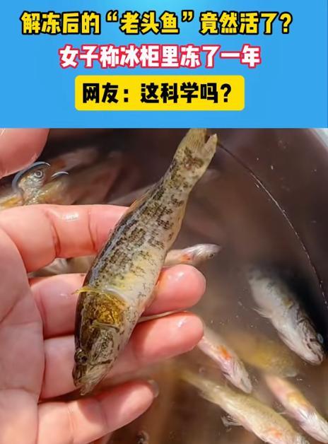 “太不可思议了！”黑龙江，女子将放在冰箱里冻了一年的鱼拿出来解冻，万万没想到冰块