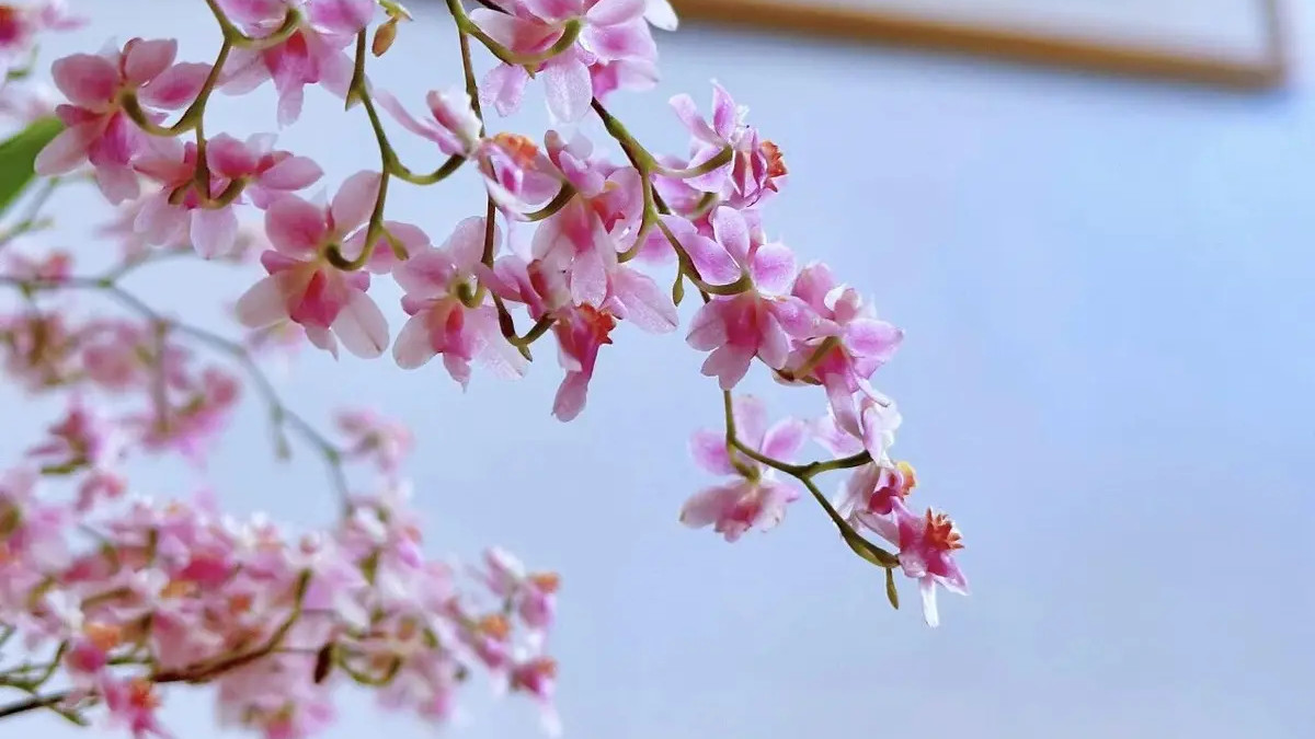 情绪柔，身心安 | 济语