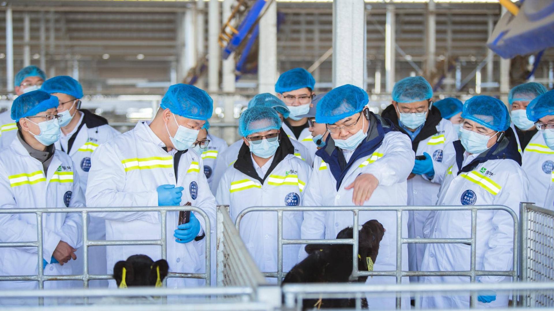 单产翻倍、品质升级、成本下降—— 蒙牛携手“奶牛金钥匙”打造奶源高质量发展新范式 昂首迈向“十五五”