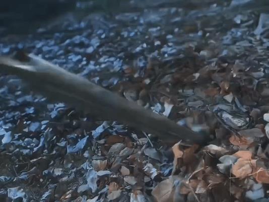 成毅《赴山海》打戏封神！这波操作直接帅到窒息  
刷到傅贵淇的视频血槽已空！  