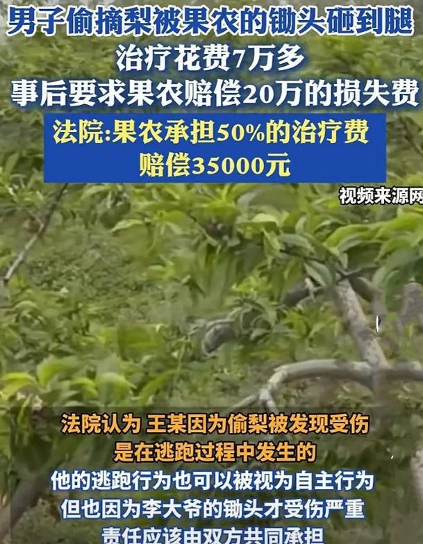 广西，梨园主李大爷的梨园丰收在望，却常遭小偷光顾。这天，王某又偷偷溜进梨园偷梨，