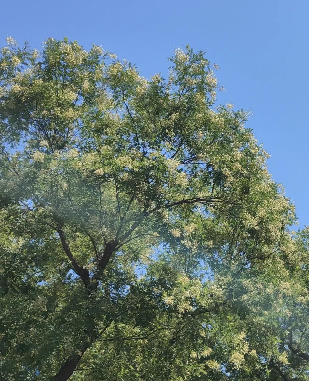 我是一名小区保安，我们所在的小区门口种了几棵槐树，每年到了六七月份就开始大量的开