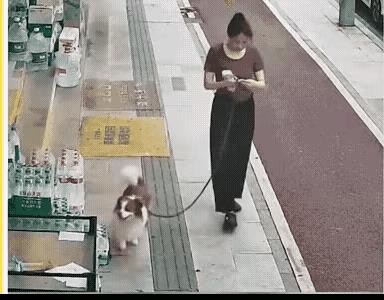 狗不懂事
难道人也不懂事吗
真让人愤懑
视频里
有位衣着光鲜的大妈
牵着只小花狗