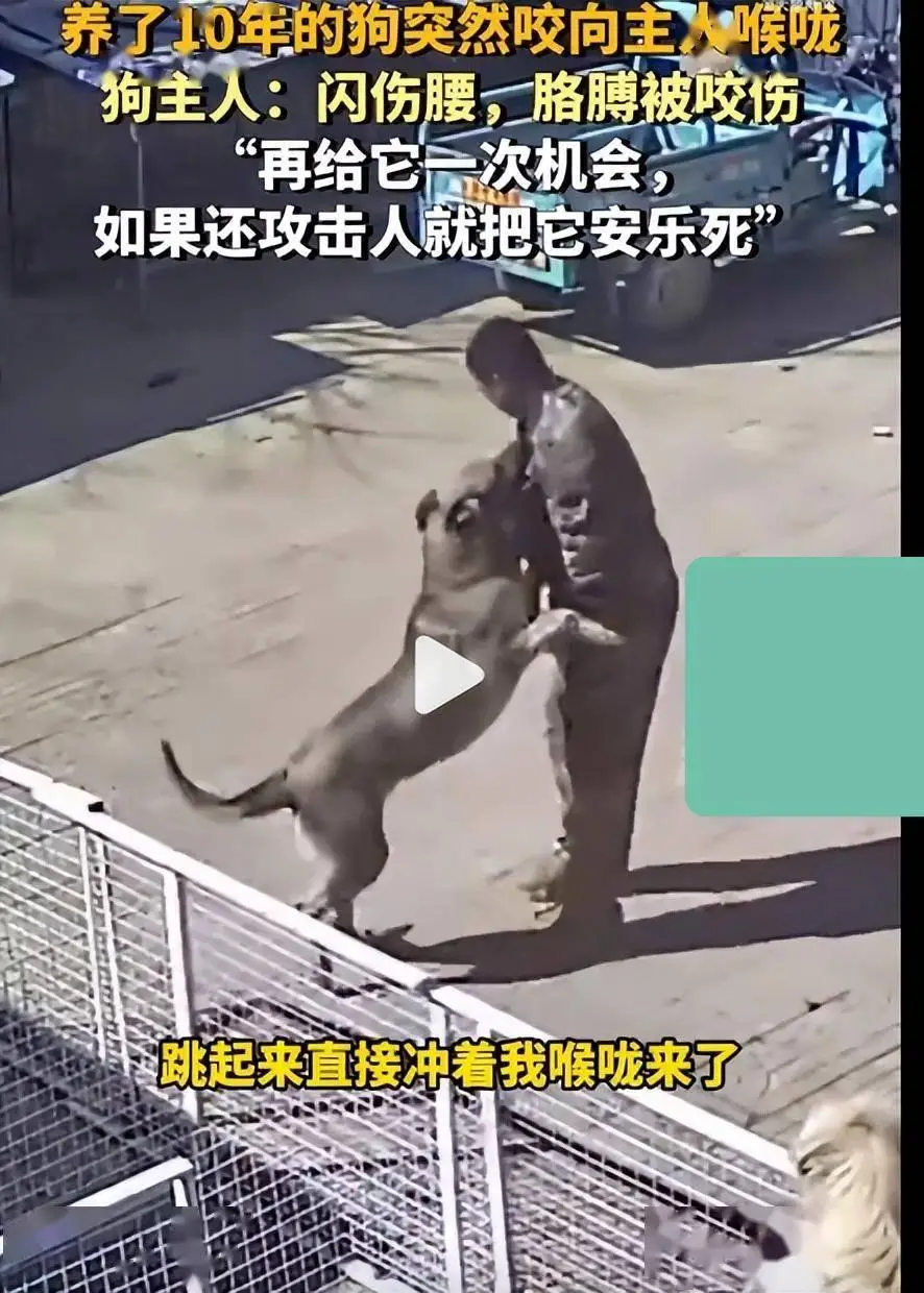 “心是真大！”河北保定，一男子用脚踢了下养了10年的狗，谁料