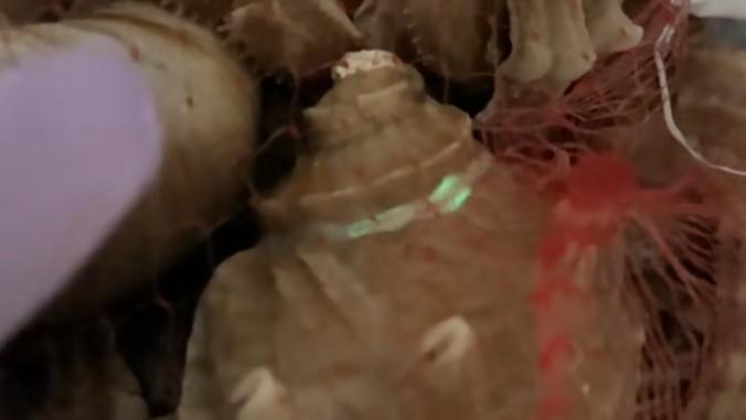 买回家的“虾怪”会发光？按压后闪现神秘绿光，网友：千万别吃！北京女子买“虾怪”会发光？按压壳闪绿光！