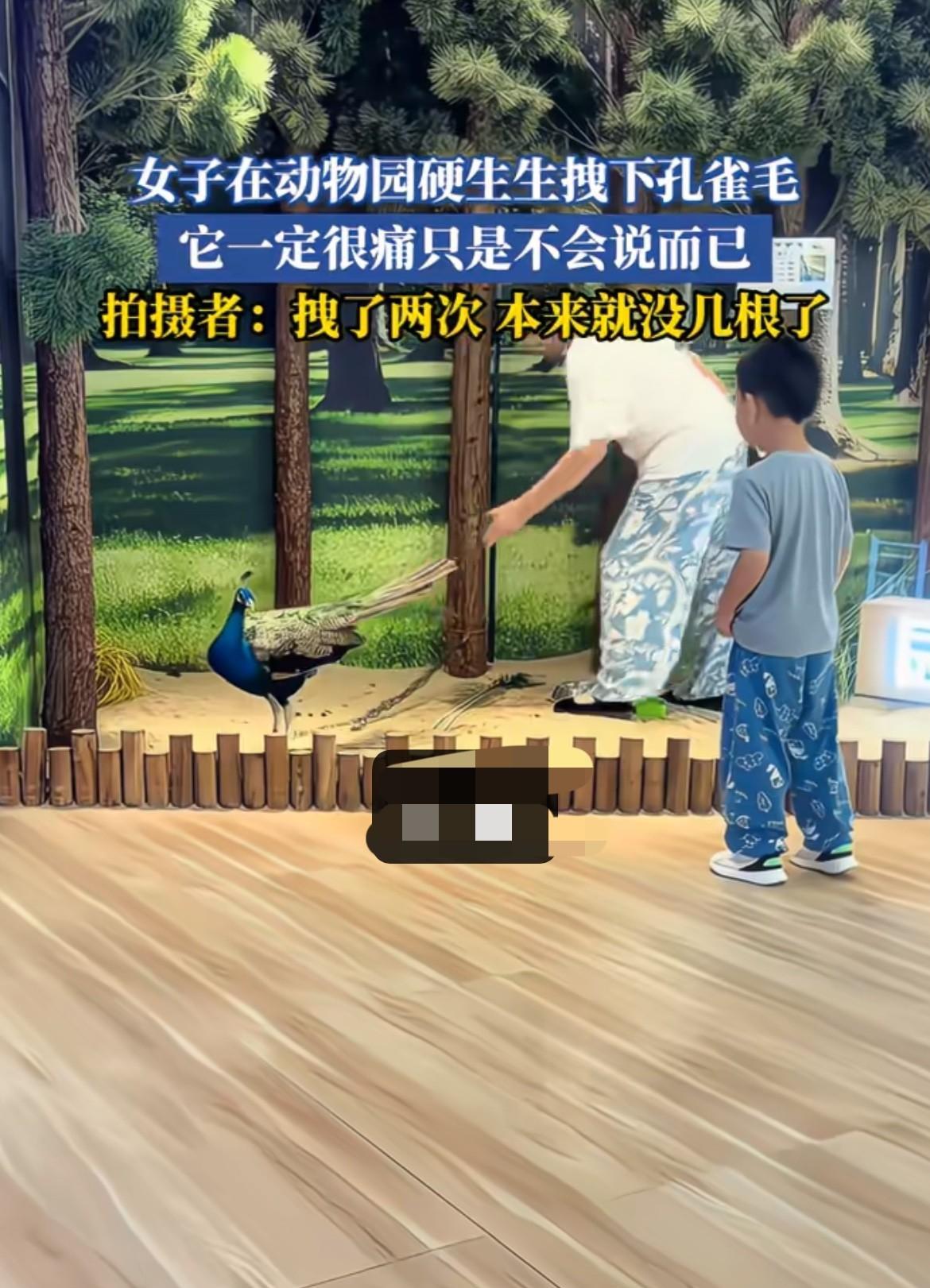 狠狠的罚，一根至少5000！
河南一个奶奶带着孙子在动物园看到一只漂亮的孔雀，她