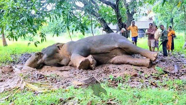 斯里兰卡3名男子活活烧死野象，视频疯传引全民愤怒
