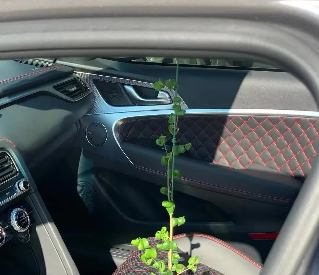 我今天算是开了眼！有人居然在车里种了棵树，就插在那杯架里，这操作真是绝了！平常大