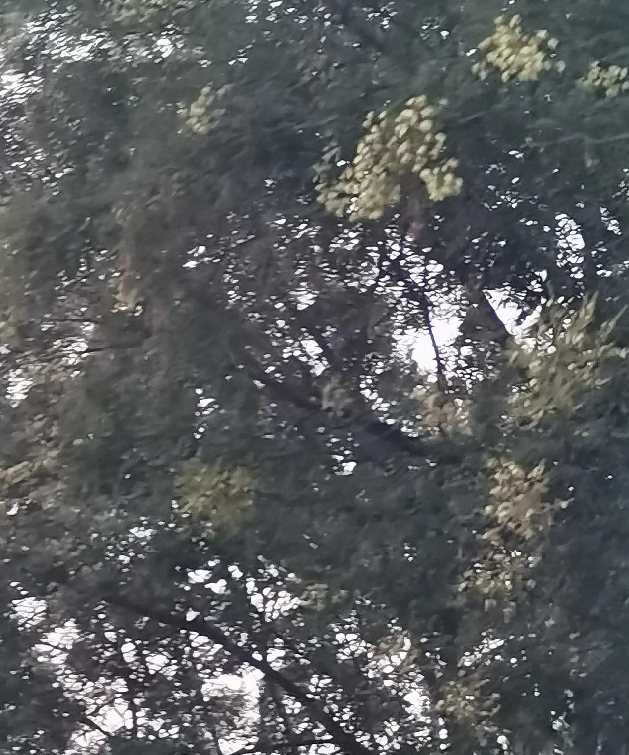 坐标莱芜，每年也就这个时候“花园路”名符其实，两侧的国槐在炎炎夏日里竞相开放，一
