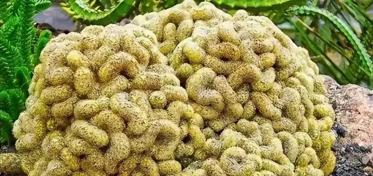 福建，那天阳光如同纱幔一般轻柔地洒在云南的山间，顺着蜿蜒的小路朝着山林深处走去，