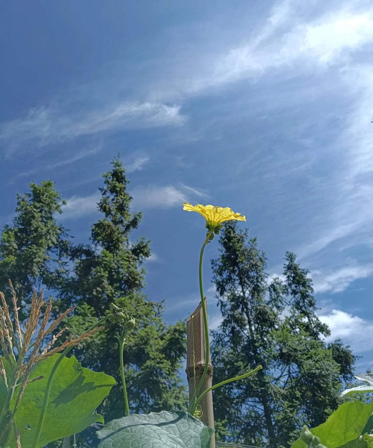 没有规律
就是瞎写
就是多写
就是瞎猫去碰死耗子
再厉害的大咖
也不可能天天流量
