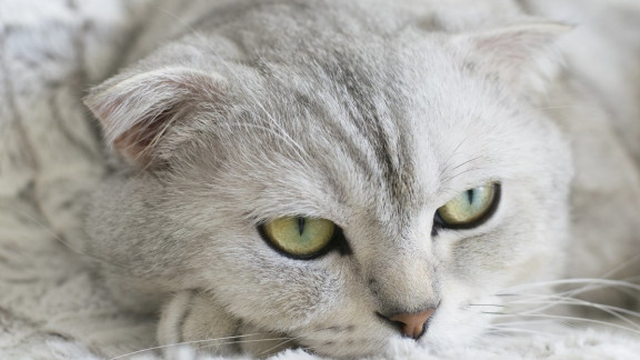 猫罐头买什么牌子好？独家揭秘2025猫罐头的品牌排名第一！
