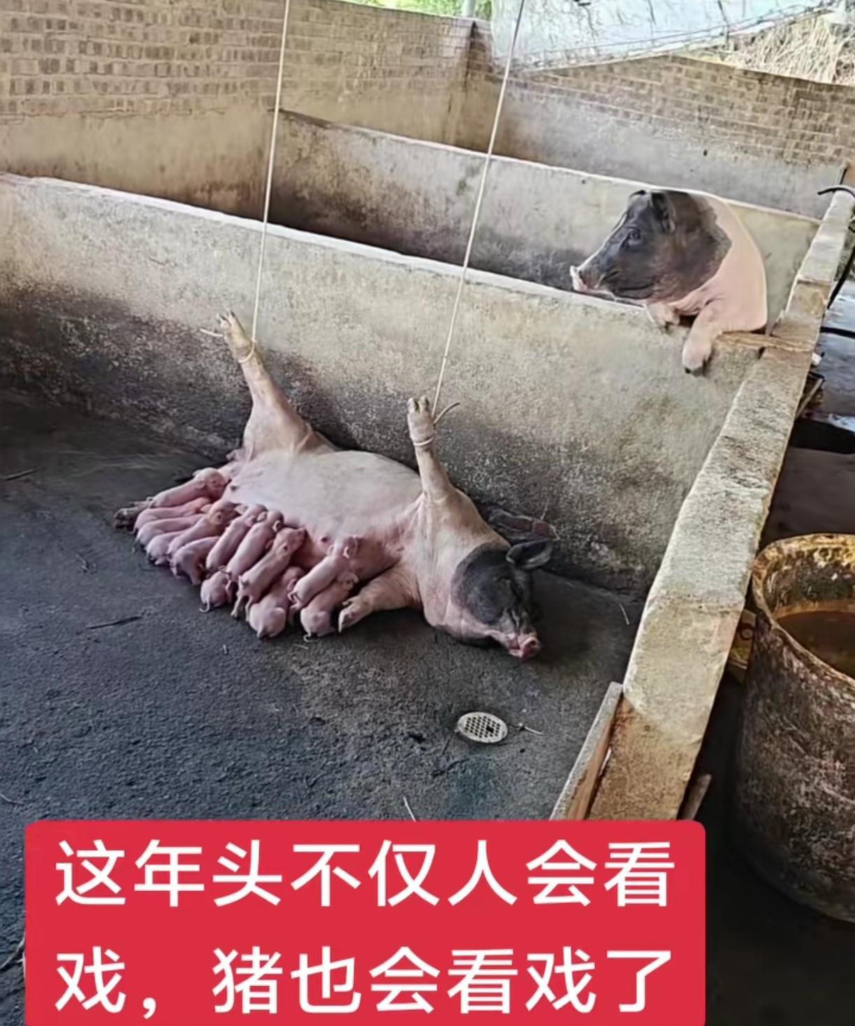 老话说，儿多母苦，真的一点没错，做母亲的太难了[赞][赞]