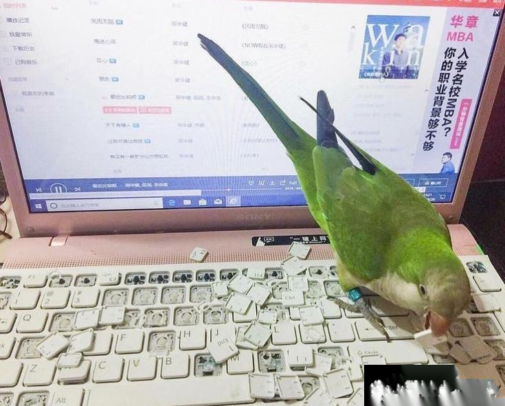 养鹦鹉的都流出了眼泪~