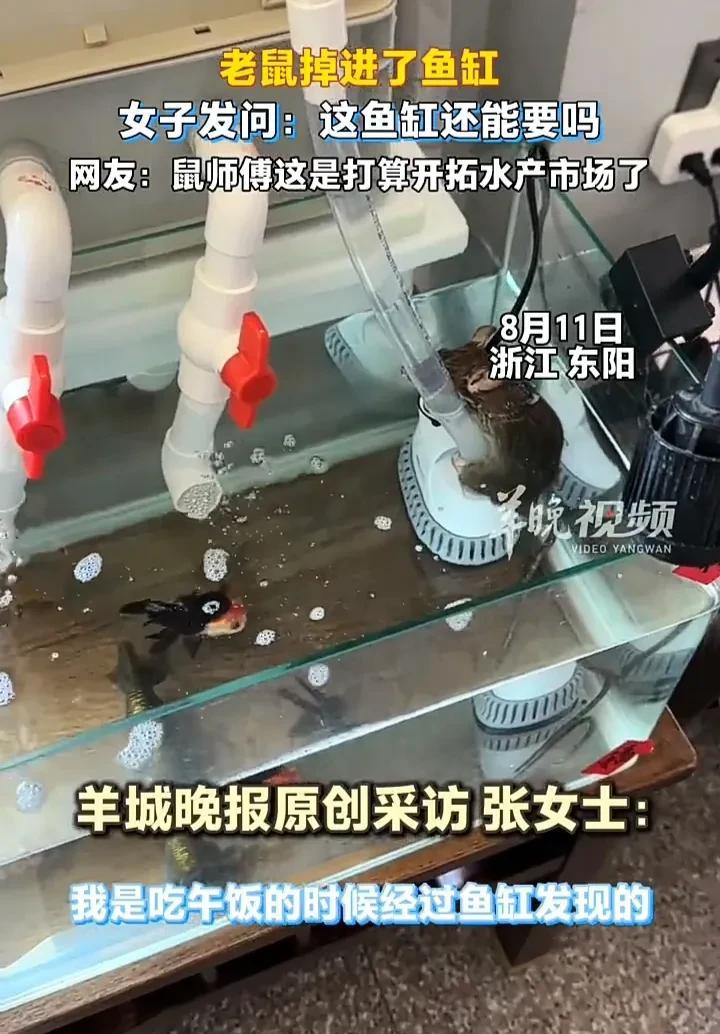 简直太崩溃了！近日，浙江金华东阳一名女子发视频称，自己去喂鱼时，突然发现鱼缸里掉