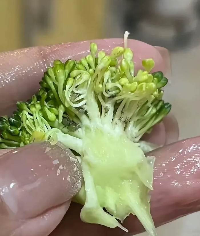 广东，一名女子下班后在菜市场买了一颗西兰花，准备回家炒个西兰花吃。到家后，女子把