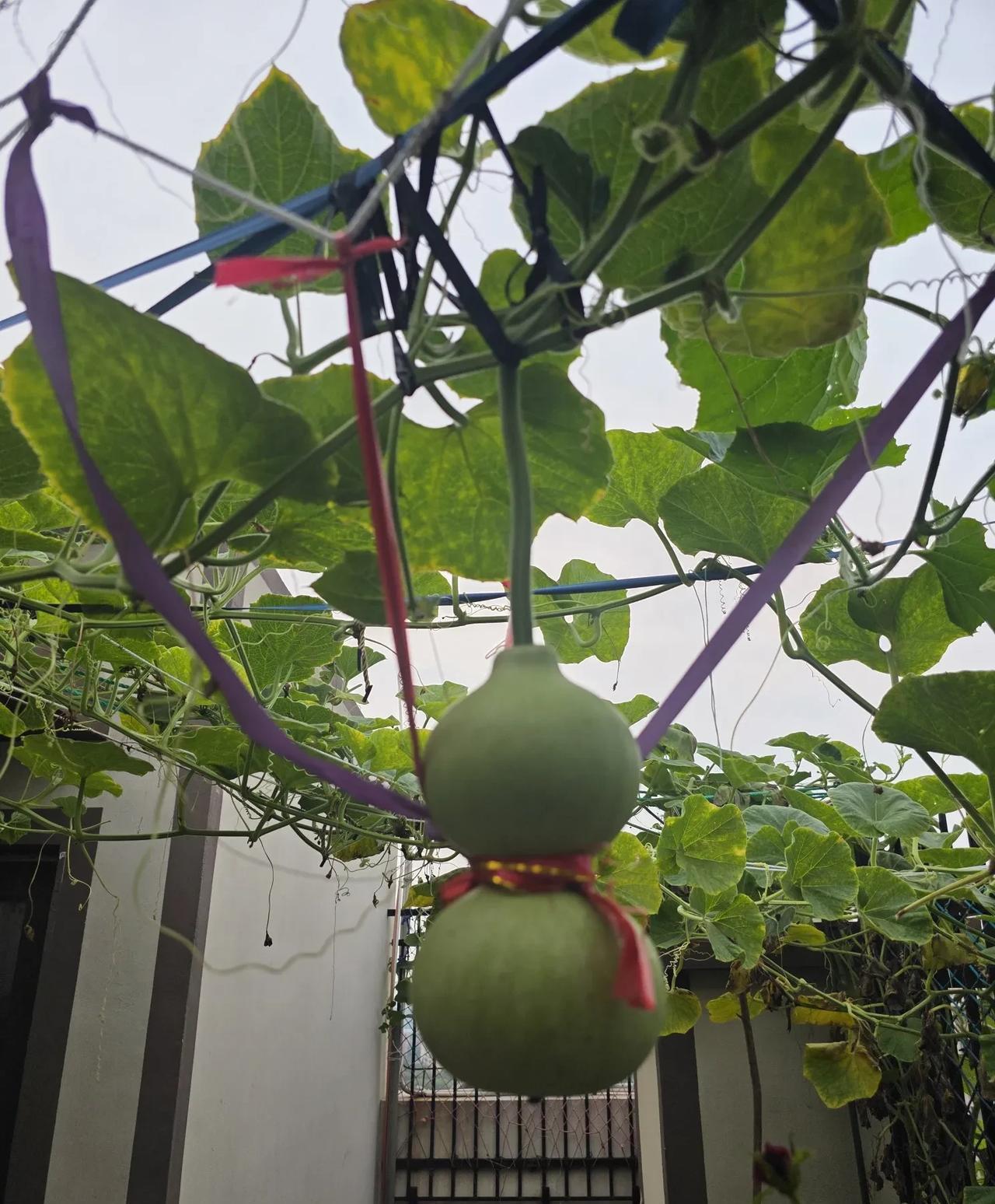 我已经很幸运很知足了了，没有意见，我不骂人……
这是本周内第二次把这个葫芦五花大