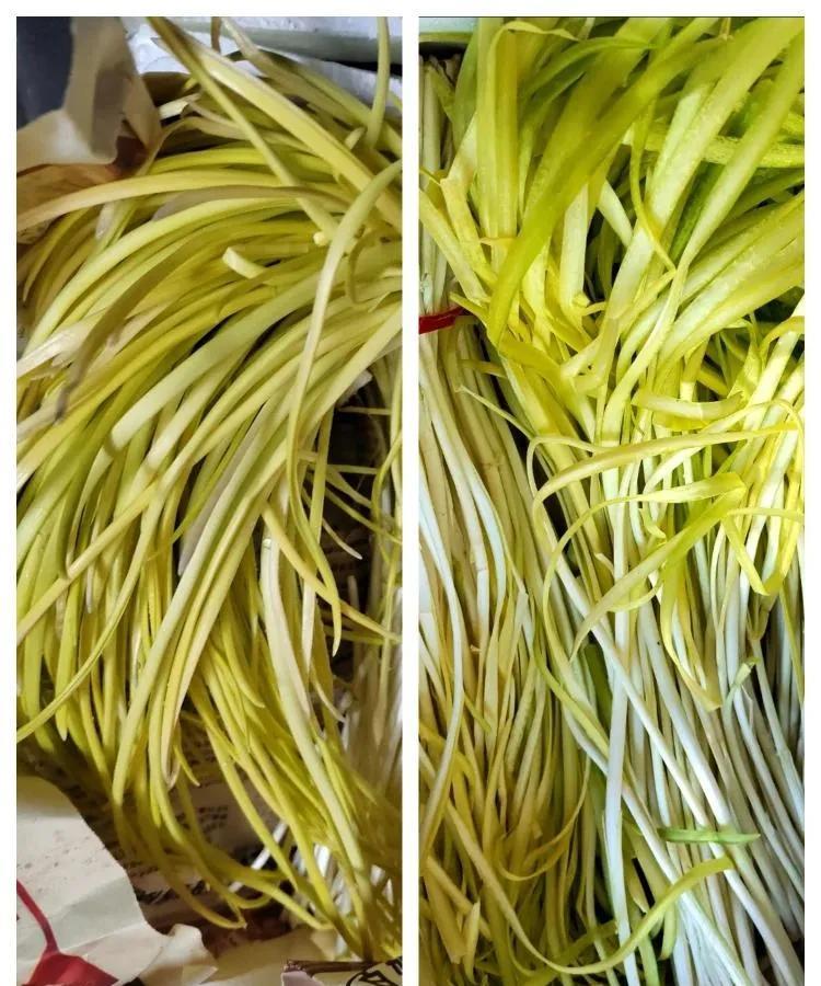 我敢肯定很多网友区分不了这两种蔬菜？#植物辨别#