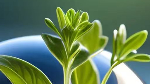 【明日黄历】2025年11月28日（十月初九 星期五）的黄历解析