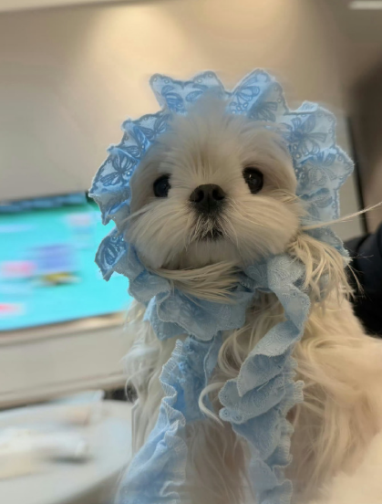 李一桐的小狗李肉肉居然也出道拍戏了！！！还是和桐姐一起拍新剧