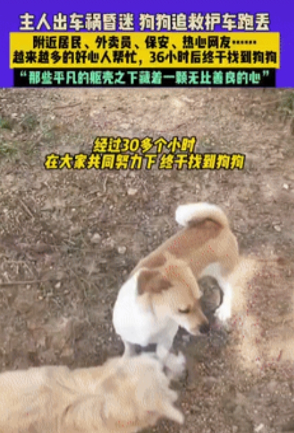 “暖心！”山东一女子遛狗时不慎发生车祸，女子陷入昏迷，狗狗看到主人被救护车拉走后