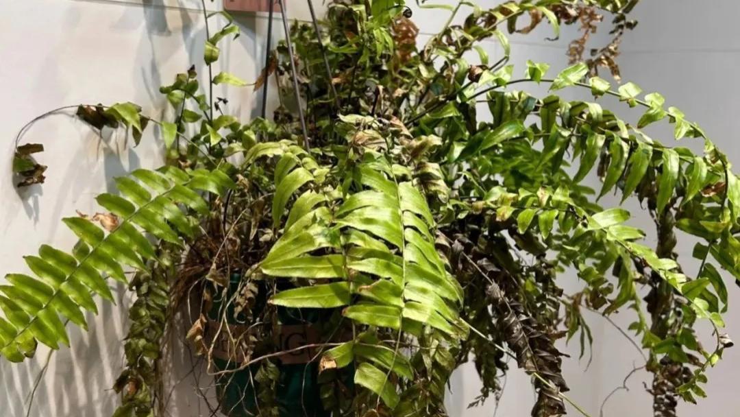 暖气房绿植干尖黄叶？3个急救妙招，叶片快速恢复油亮