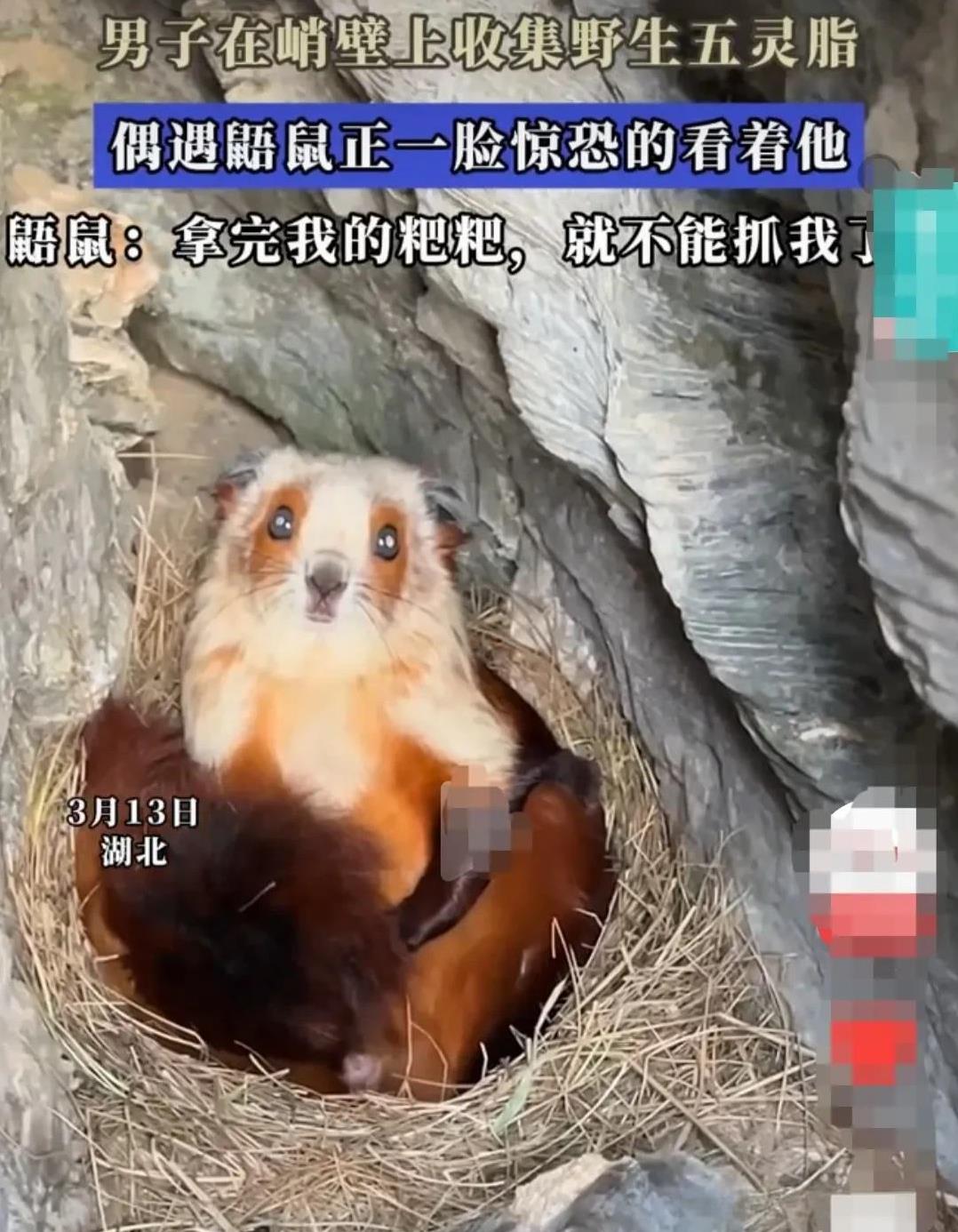 湖北一男子爬上悬崖峭壁，打算收集野生五灵子，他在悬崖峭壁上发现了一个鼯鼠洞。
一