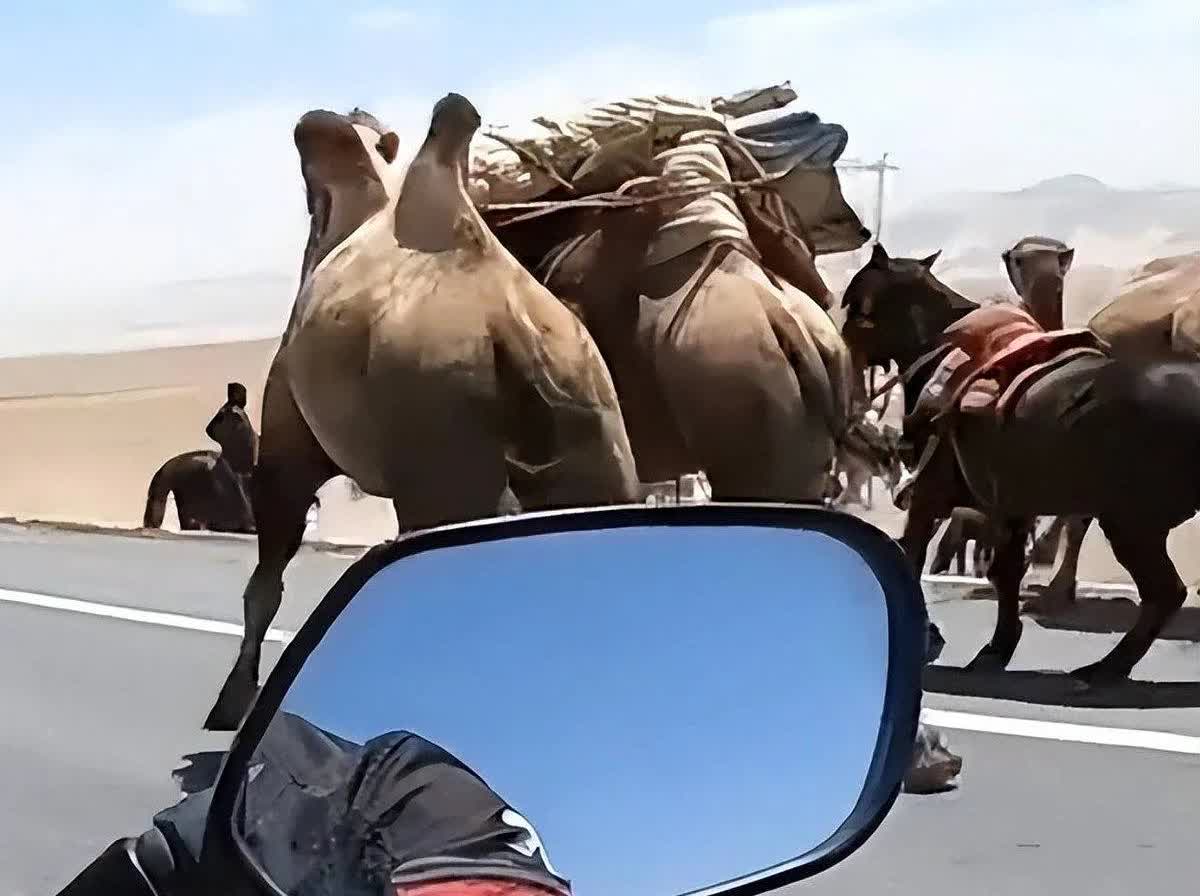 难怪这牧民要拦住骑机车的你进行打骂。
男子驾驶机车在青海公路上旅行，
可是被