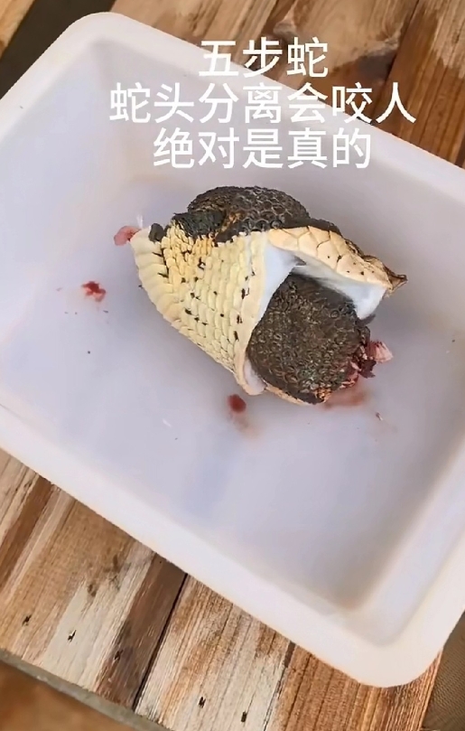 你能相信吗？
蛇头哪怕被砍断，居然还存在攻击性！
如图，绝非摆拍。

有网友表示