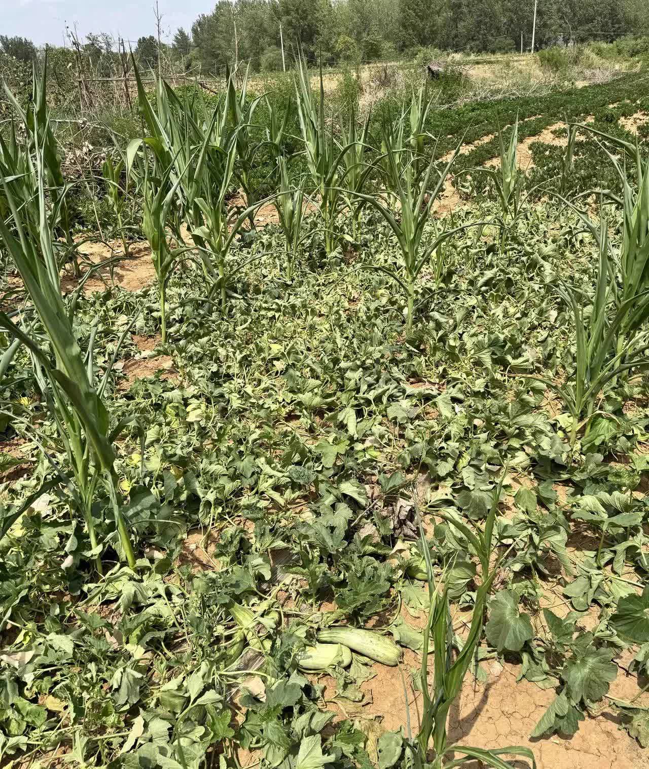 河南已经近个月没有下雨了，希望这场雨能真的下来，真是功德无量。

19日至2