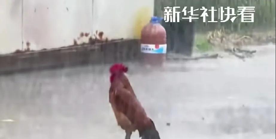 它也许和人一样
也有不开心的事情吧