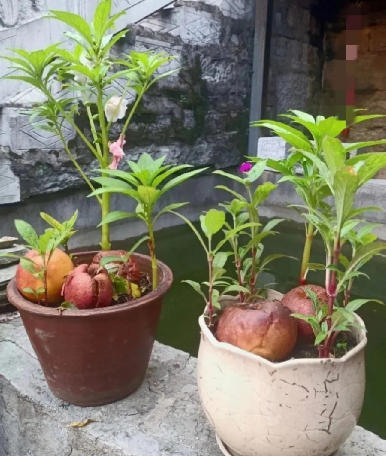 用烂水果养花，要注意什么？
水果腐烂了，可以当成花肥，让植物根深、叶茂、花儿灿烂