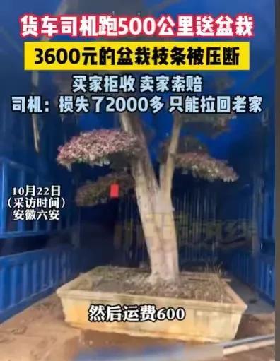 “货车司机太难了！”安徽六安，男子接了一个单，是运一棵盆栽到买主那里，500公里