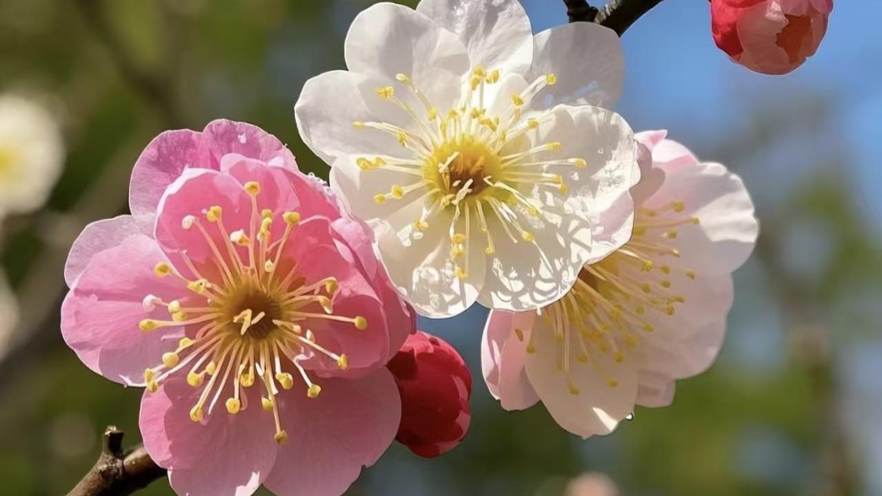 百代生物研发成功检测链霉亲和素活性的生物素化HRP