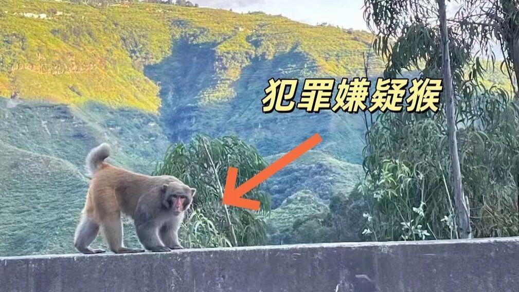《“砰！车窗刚摇下 5 厘米，猴子爪子就伸进来了”》