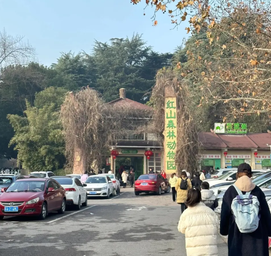 从亏损三千万到顶流只需三年-神奇的动物园

南京红山森林动物园账上只剩50万时，