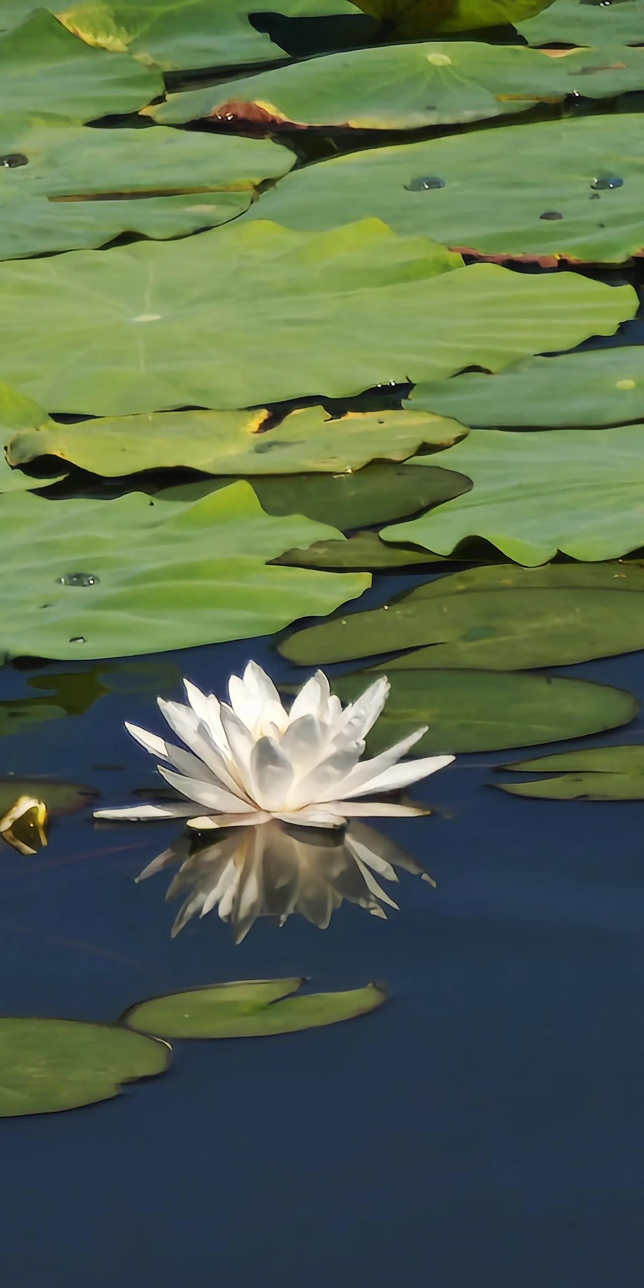夏日莲花
水中雪莲映自身，荷塘夏影探故人。