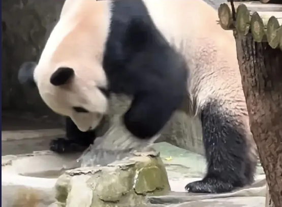 “笑不活了”！一只熊猫尿尿的过程，却让千万男人无辜躺枪！
动物园一只熊猫倒立尿尿