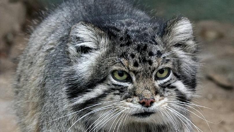 内蒙男孩救兔狲幼崽, 2年后爷爷遭野狼攻击命悬一线, 兔狲赶来相救