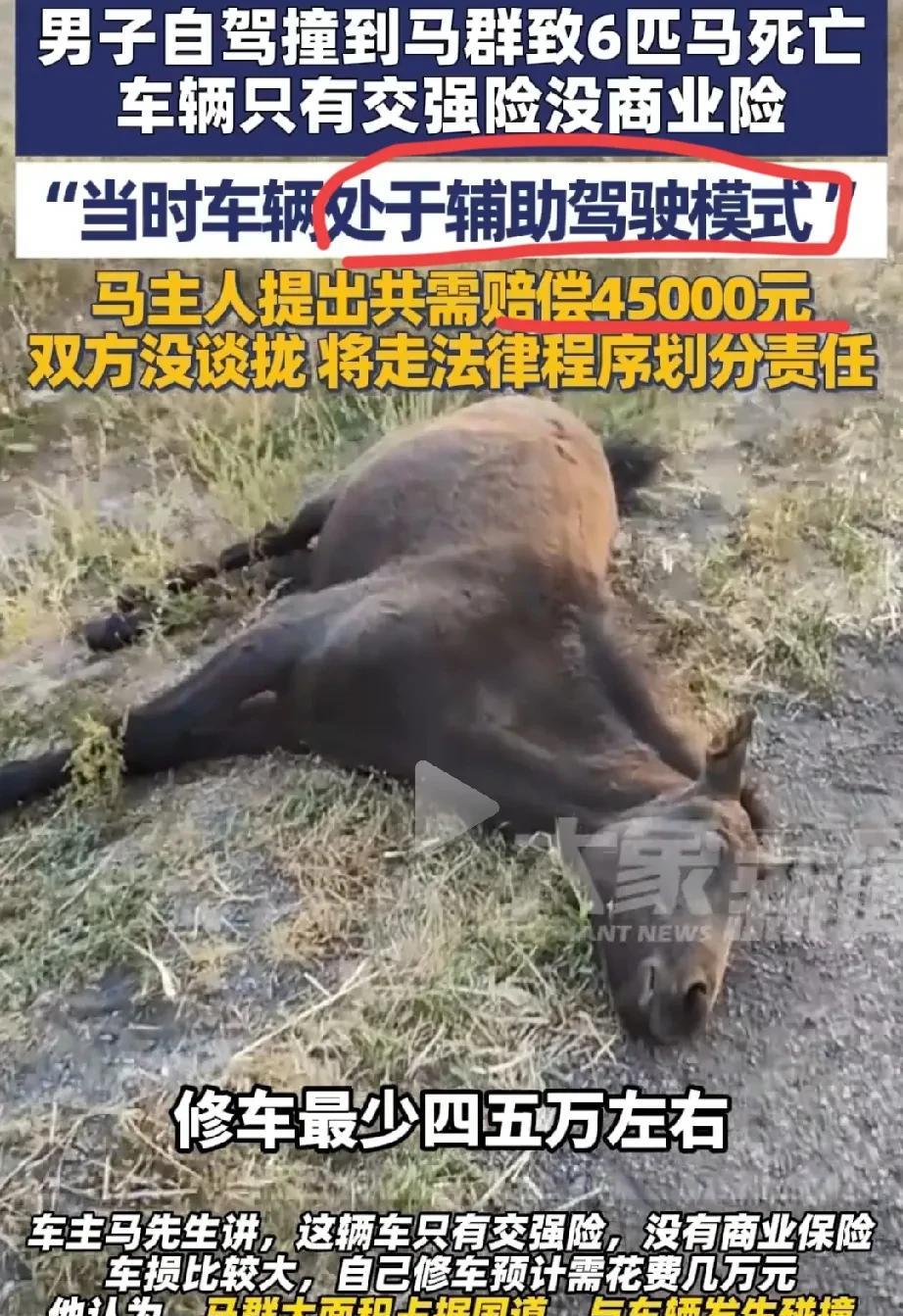 撞死6匹马要赔45000块钱多不多？近日，一男子到西北自驾游，在218国道伊利段