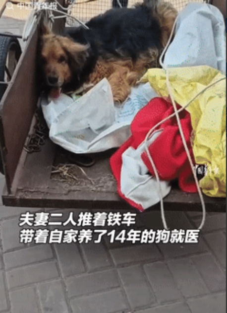 眼泪止不住了！吉林，一对中年夫妻走了十几里地，用板车拉着14岁的狗子去求医，兽医