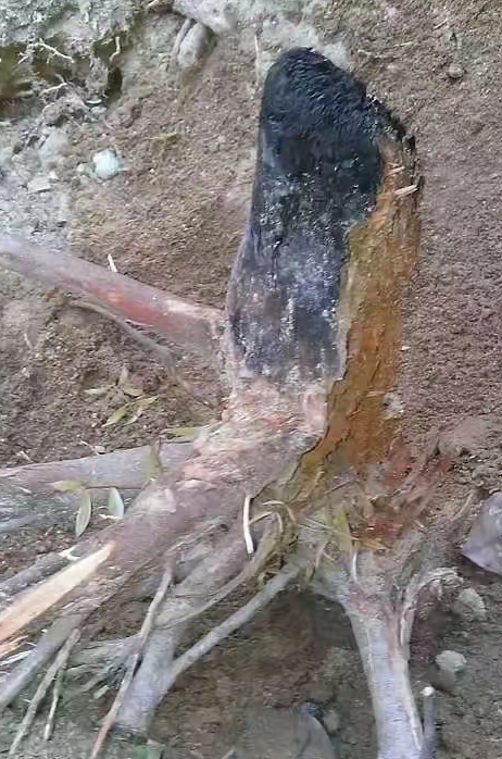 #随手拍火红的夕阳#
     荔枝树真的很顽强的