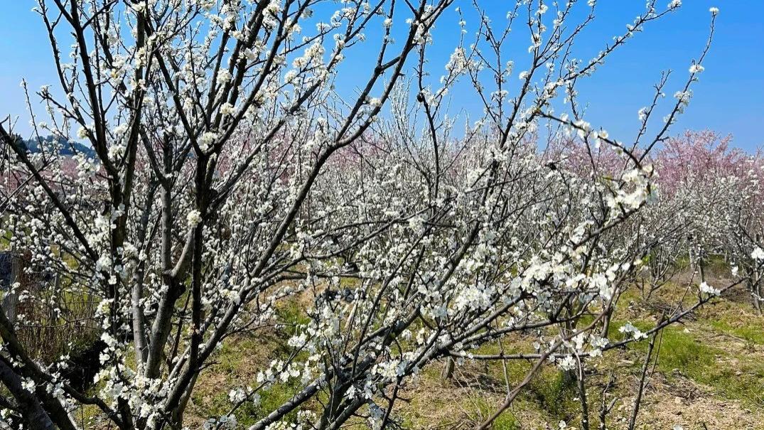 荆门3天2夜全攻略 | 樱花古陵、溶洞秘境、楚风汉韵，建议一键收藏！