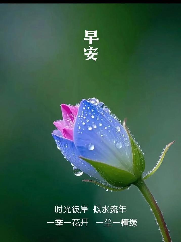 晨露润花蕊，早安迎新日。