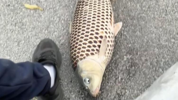 天津男子钓鱼钓到“龙鳞鲤鱼”，鳞甲乌黑边缘金黄，第一眼以为是AI合成